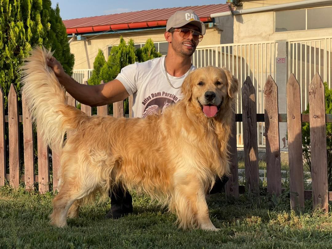 مولد نژاد گلدن رتریور سندی